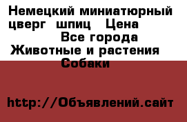 Немецкий миниатюрный(цверг) шпиц › Цена ­ 50 000 - Все города Животные и растения » Собаки   